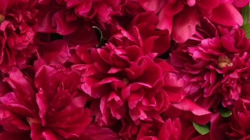 Peony flowers background. Blooming pink peony flowers rotating close-up
