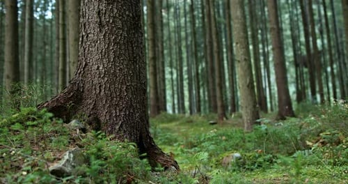 Pan Right View of Tall Pine Trees Growing in Green Forest in Summer