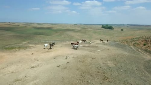 Horses Grazing Freely on a Rolling Grassy Plain