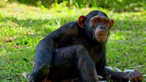 Young Chimpanzee Lying Down Over Grass In Africa. Close-up Shot
