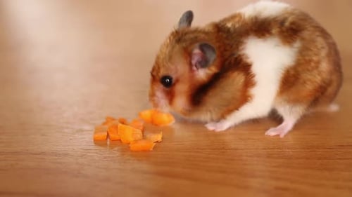 Adorable Hamster Eating Diced Carrots Indoors