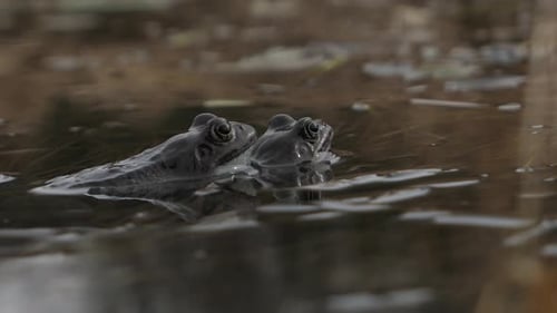 Two frogs in mating season, frogs breeding in spring, then swimming away