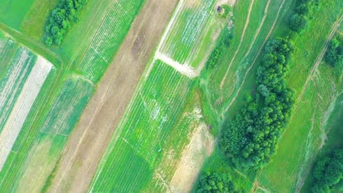 Aerial, Flight Above Rural Countryside Landscape With Growing Corn Field Morning Sunrise. Aerial Vie