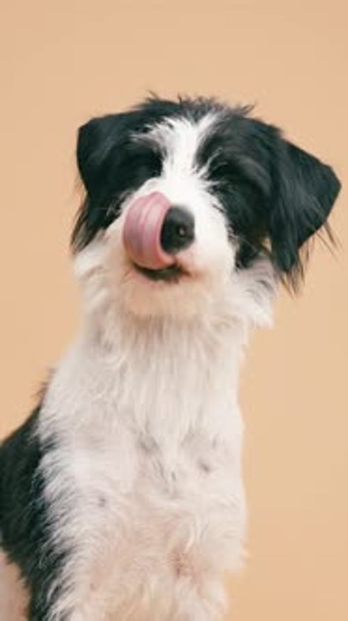 Adorable Terrier Dog Posing and Licking Lips Vertical