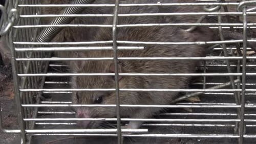 Braune Ratten, Rattus norvegicus, gefangen in einer Lebendfalle. Diese eingeführte Art ist auch als N bekannt