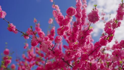 Pink Flowering Branches Stretch Upward Under Sunny Skies