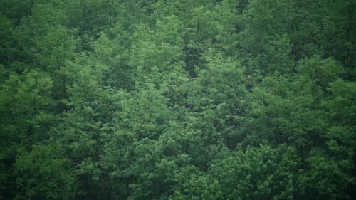 Ast und Blatt im Regen in Ungarn