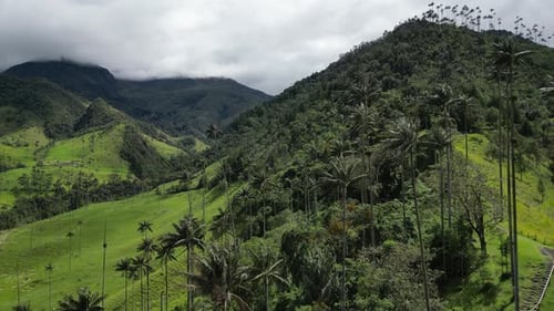 Aerial rises over palm trees in lush green scenic Cocora Valley, COL
