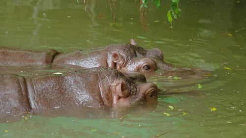 Two hippopotamus in zoological garden on daytime. The hippopotamus is swimming in green water.