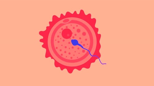 Fertilization, 3d rendering animation of sperm fertilize with ovum