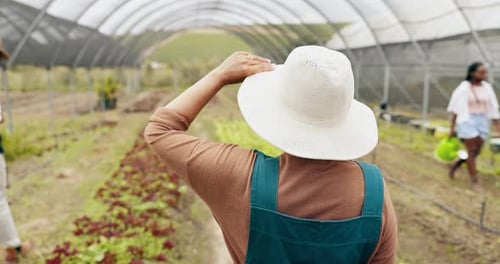 Lettuce Harvest at Indoor Farm
