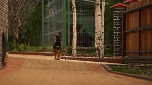 Energetic Puppy Runs Along Brick Path