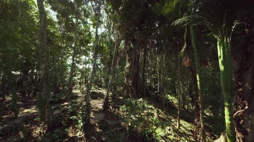 POV Camera Moving Through Lush Tropical Jungle Forest