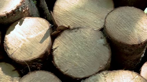 Tasse de rondins d'arbre fraîchement coupée sur une forêt d'hiver à la lumière du jour à Koleczkowo, en Pologne. - Panni