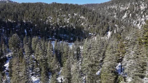Drone view of pine trees in winter time