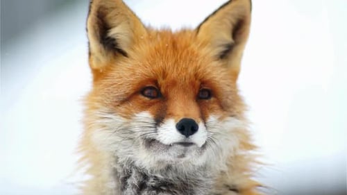Cinematic View Of Fox, Wildlife In Deep Forest