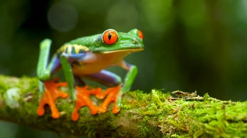 Rhythmen der Wildnis: Harmonie im Lied der Natur finden