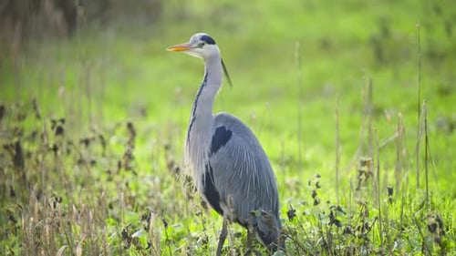 Graureihervogel, der still im langen Feuchtgebiet steht und sich umschaut.