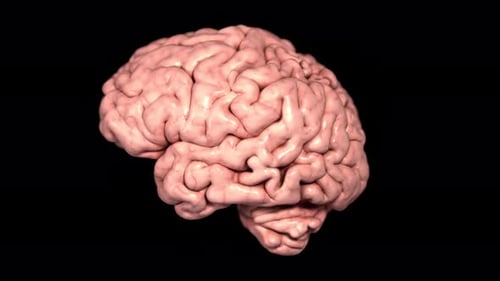 Rotating Anatomical Human Brain 3D Animation