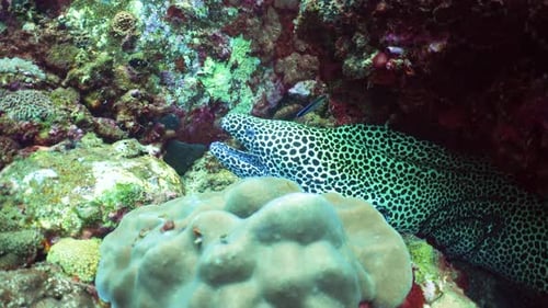 Moray Eel in Natural Habitat