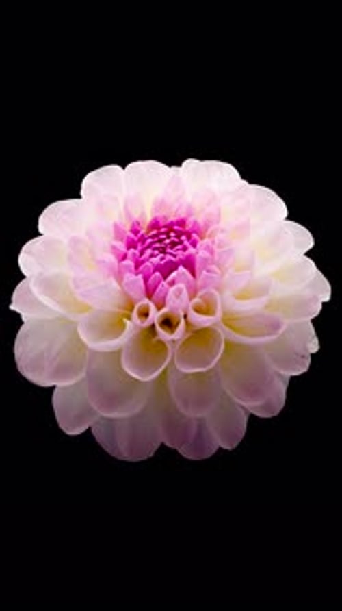 Time Lapse of Flowering Dahlia on Black Background Spring Timelapse of Columbine Flowers