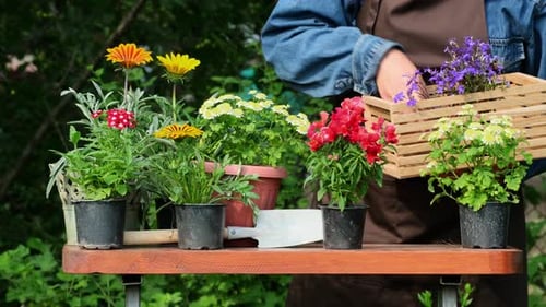 Horticulture, gardening and farming concept. Gardener woman planting beautiful spring garden flowers