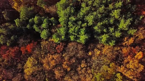 Overhead View of Top of Autumn Forest