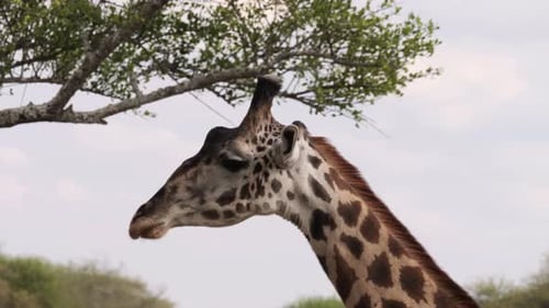 Giraffe walking near acacia branches in Tarangire National Park, Tanzania