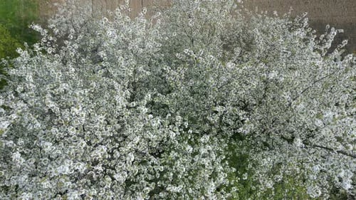 Luftaufnahme blühender Bäume mit weißen Blumen im Frühling