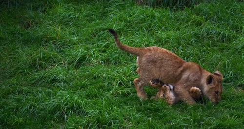 African Lion, panthera leo, Cub Playing, Real Time 4K