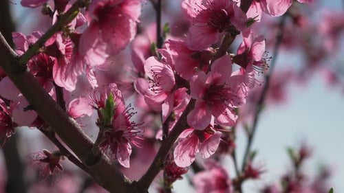 Pink Blossom Tree Branch with Sunlight
