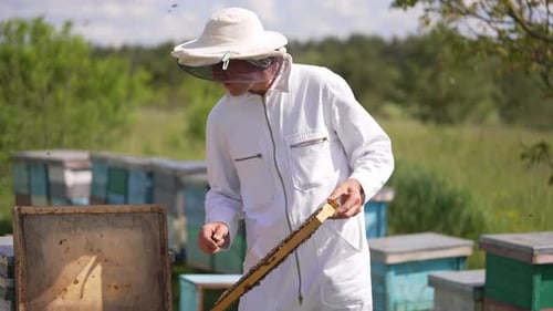 Beekeeper Inspecting Honeycomb Frame on Sunny Day