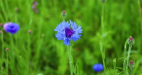 Bleuet bleu ou bouton de célibataire (Centaurea cyanus)