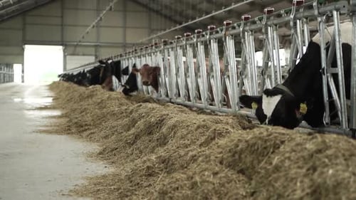 Cows on a diary farm eating. Cattle of cows