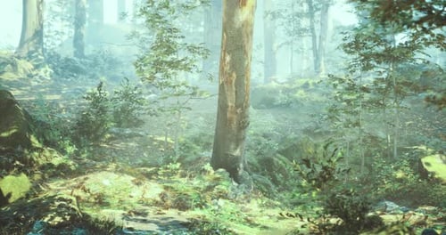 Misty Forest with Sunlight Filtering Through Trees in Serene Morning Atmosphere