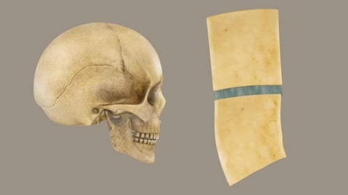 3D Animated Human Skull and Bone Anatomy Rotation