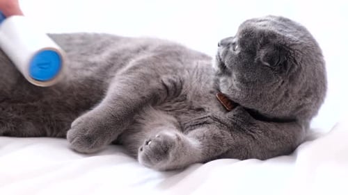 Grey Cat Getting Groomed with Lint Roller on Bed