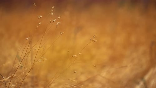 Ein gelbes Grasfeld mit ein paar Unkräutern