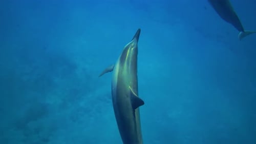 Dolphins Swimming Gracefully in the Ocean