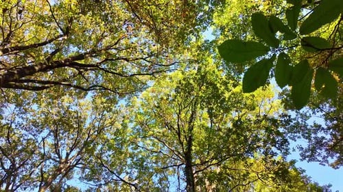 Looking up at autumn trees in forest. Low-angle