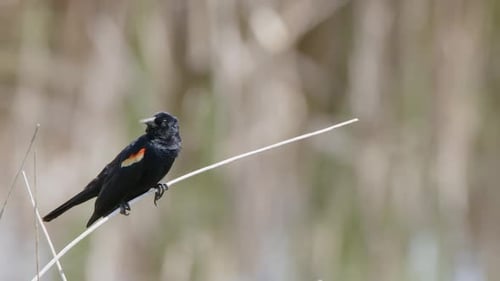 Rotflügelamsel auf Barsch vor defokussiertem Bokeh eines Feuchtgebietes