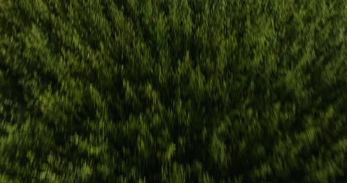 Aerial view of dense forest canopy in Dardanelle, AR during the day