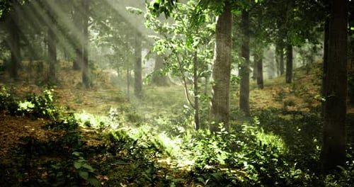 Sunlight Filtering Through Trees in a Tranquil Forest Setting