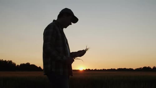Farmer in Front of a Sunset Agricultural Landscape Man in a Countryside Field Country Life Food
