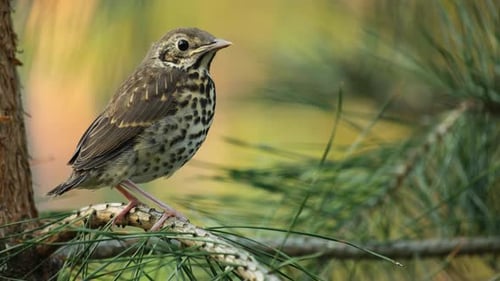 Young Thrush on Pine Tree. Close-Up of a Baby Thrush on a Tree