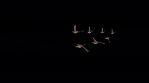 Troupeau biseautée de 7 oiseaux aquatiques Goose du Canada - Transition volante - Angle du dos MS - Alpha Channel 4K