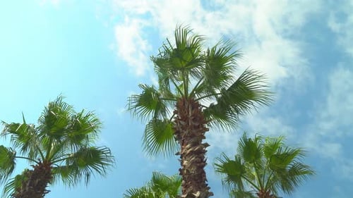 Green palm trees against blue sky and white clouds.