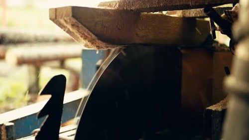 Circular Saw Blade Cutting Tree Log Lengthwise. - close up