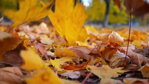 Detail View on Yellow Maple Leaves Falling to Ground in Autumn Park Golden Bright Foliage Covered