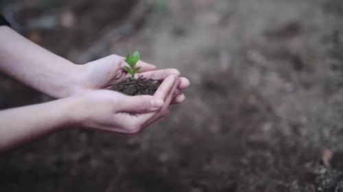 Fueling earth with eco plant tree sampling closeup